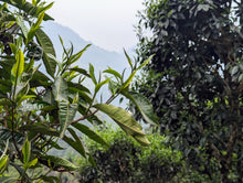 Load image into Gallery viewer, Forest Teas of Việt Nam: A Guided Tasting Class