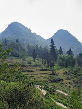 Load image into Gallery viewer, Lũng Phìn Small Leaf Green