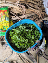 Load image into Gallery viewer, Lũng Phìn Small Leaf Green