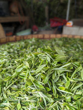 Load image into Gallery viewer, Misty Highland Green