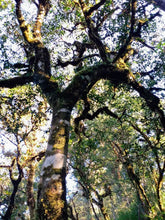 Load image into Gallery viewer, Forest Teas of Việt Nam: A Guided Tasting Class