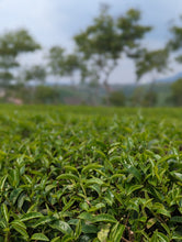 Load image into Gallery viewer, Exploring Vietnamese Oolong Tea: A Guided Tasting Class