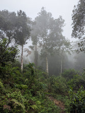 Load image into Gallery viewer, An Introduction to Vietnamese Tea: A Guided Tasting Class