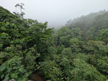 Load image into Gallery viewer, Y Tý Forest White
